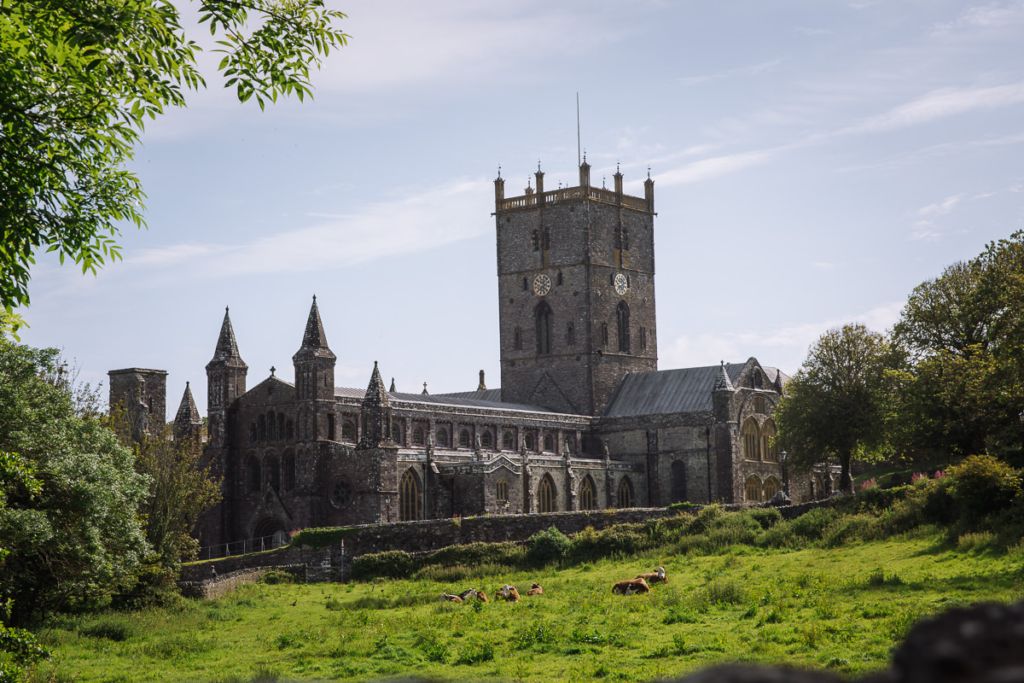 Cows grazing on grass in front of an old cathedral