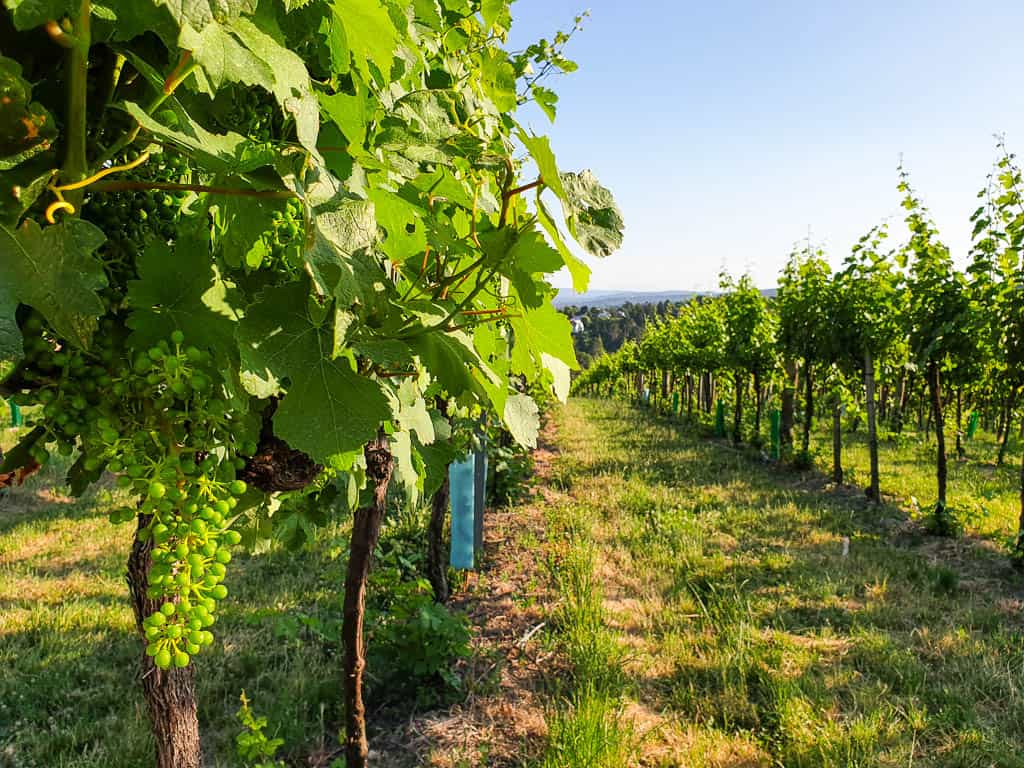 vineyards in Austria