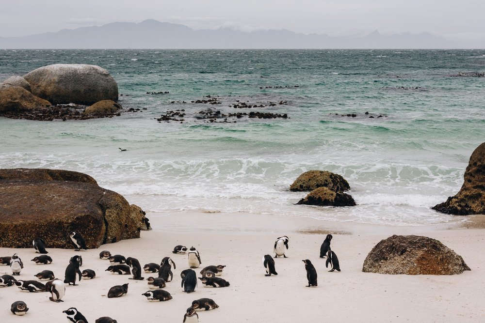 A group of penguins play on a sandy beach with large boulders