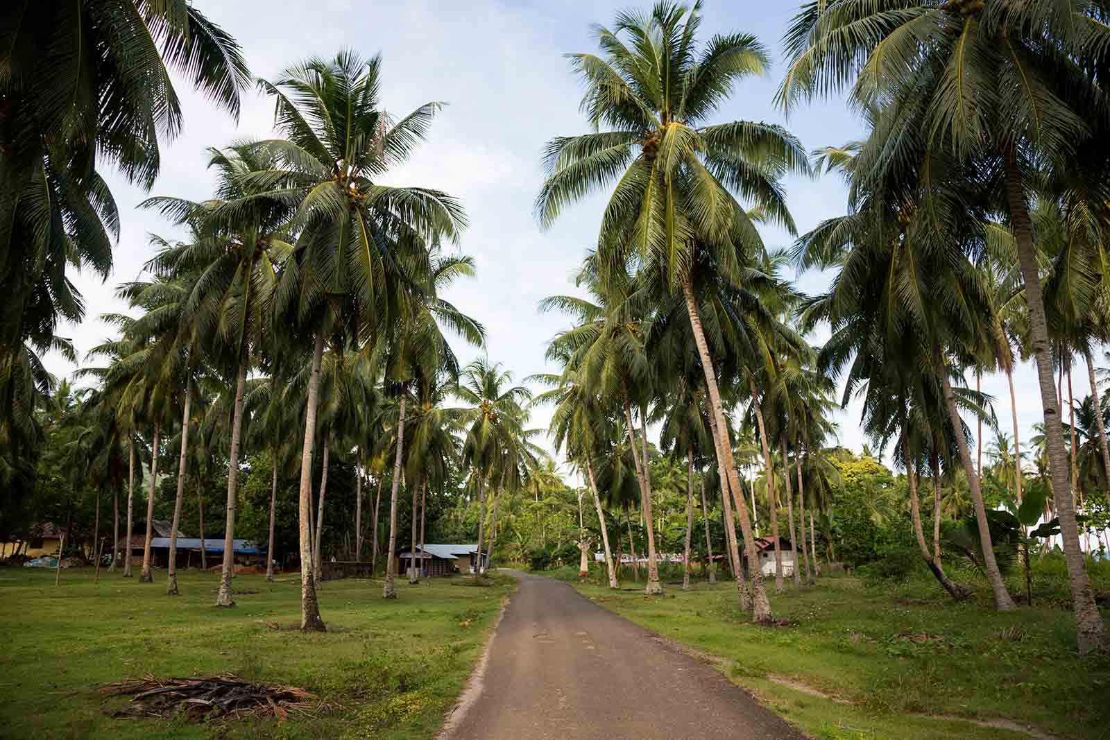 Maluku Islands: The way down south on Ambon islands lead us through several beautiful palm tree alleys.
