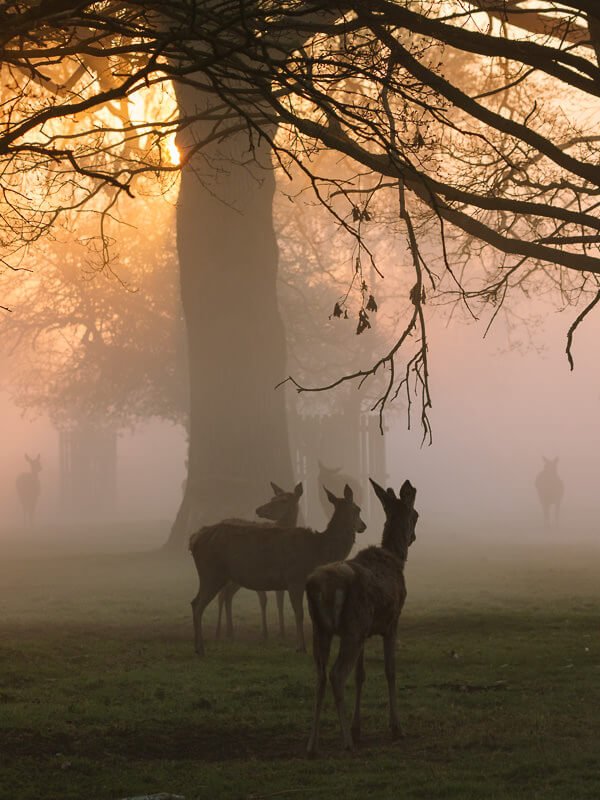 Deer in misty early light in Richmond Park