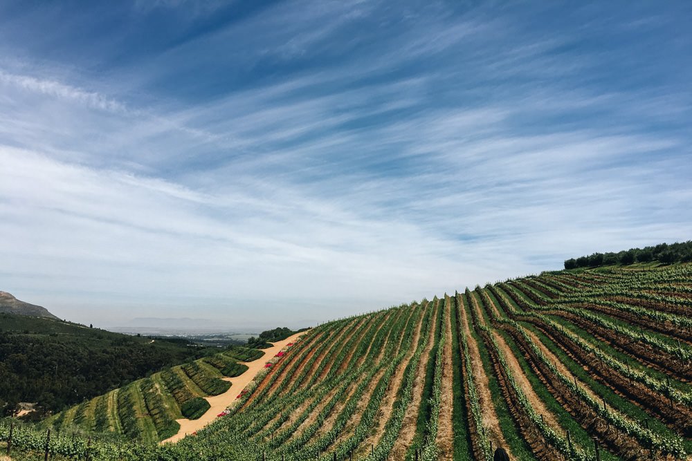 A neat row of grape vines on an undulating hill