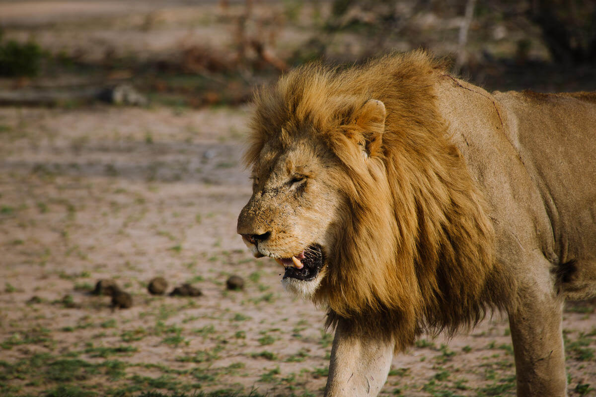 male lion kruger
