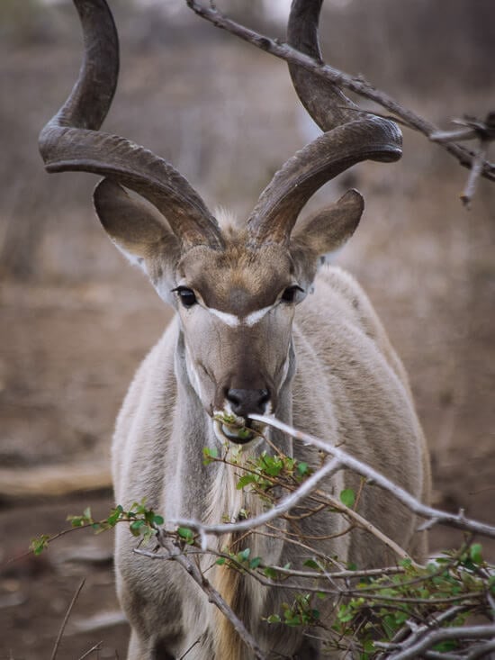 antelope kruger park